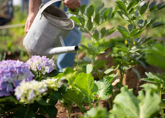 Gardening: compost, tools, feeds, weedkillers, pots and lots more
