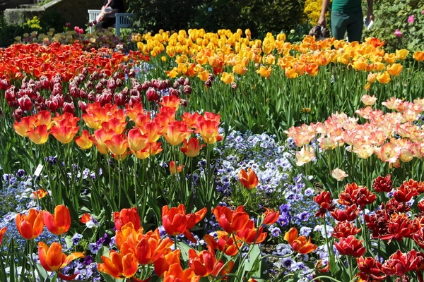 Alpines and bulbs | Glendoick Garden Centre, Glencarse, Perth